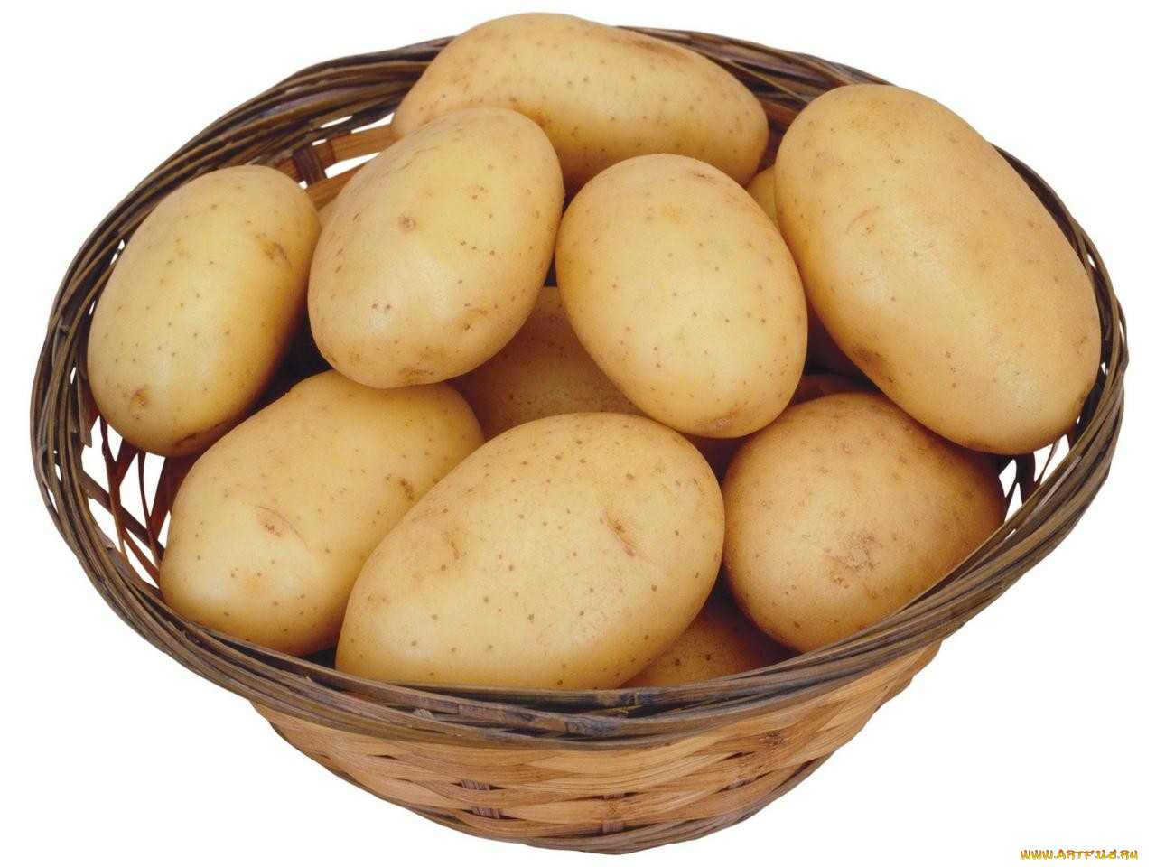 Бульба картофель